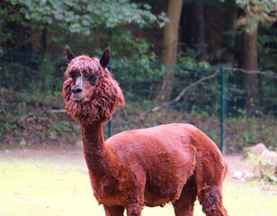 llama in a zoo © Lytchkovskaia