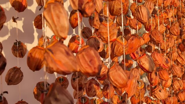 Rows of Dried Persimmons Hanging at Gorduli Factory in Imereti Georgia
