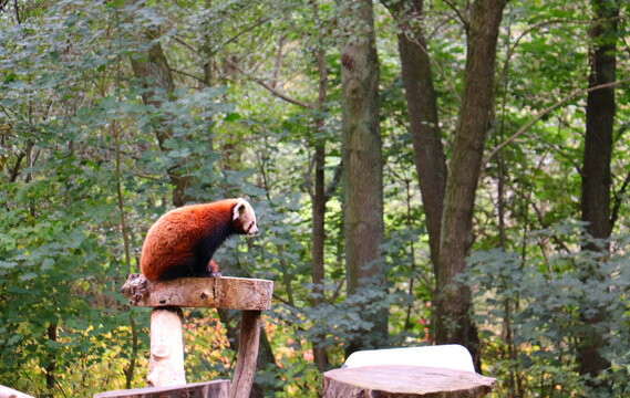 red panda in tree