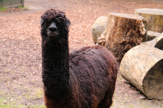 alpaca