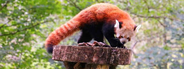red panda eating bamboo © Lytchkovskaia
