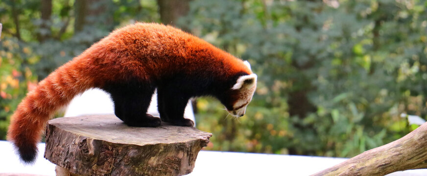 red panda in the tree