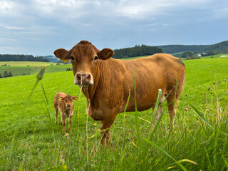 Cow with a calf on a green pasture (close up)