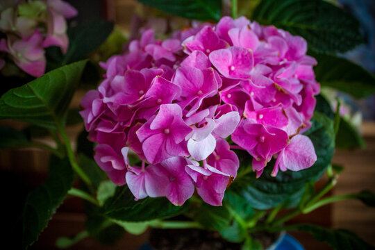 Pink hydrangea blossom close up &ndash; Hydrangea macrophylla flower