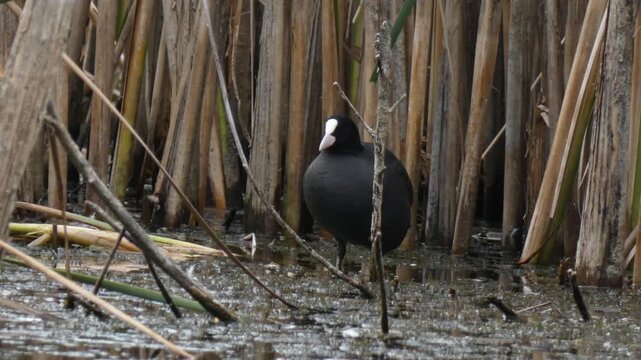 Eurasian coot (Fulica atra) standing alert and screaming with open beak among dry reeds. Overcast day, natural lighting. Medium shot. Survival Instinct and Communication.