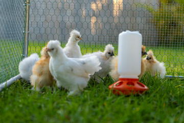 Young chicks in chicken coop with green grass on yard garden. Raising organic chicken on home backyard © bilanol