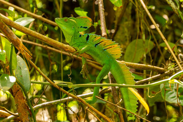 Fototapeta premium Green Plumed Basilisk Lizard Climbing Through Tropical Vines