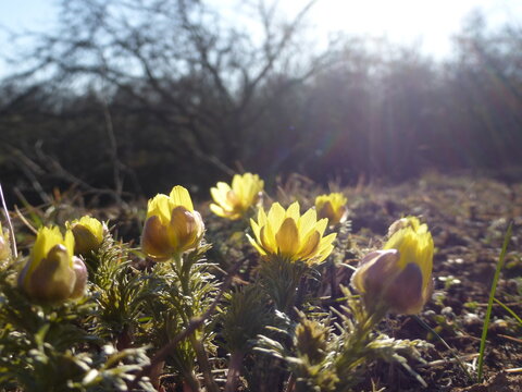 Spring Adonis Flowers Blooming, Bright Yellow Wildflowers