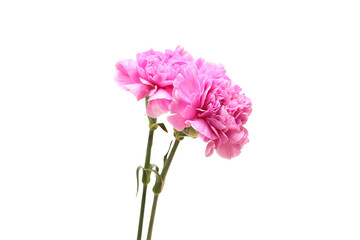 Obraz premium 白背景のカーネーションの花束