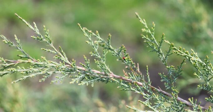 Green juniper branch swaying in the wind