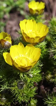 Yellow spring adonis flowers swaying in the wind