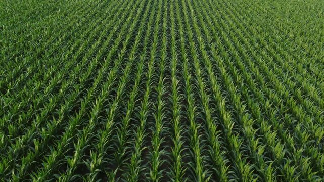 Aerial shot view from a drone of an agricultural area farm corn field for food or ethanol. Hazy summer sunshine, slow and low altitude pass.