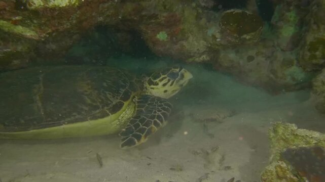 Beautiful Hawksbill turtle gliding gracefully beside reef structures, patterned shell visible under sunlight.