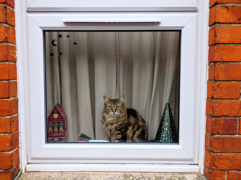 Domestic tabby cat sitting at home indoors looking out from double glazed windows, England, UK