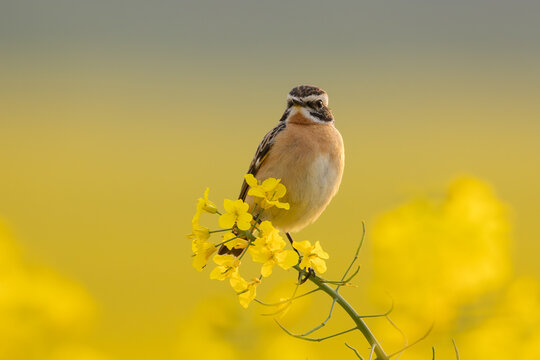 Whinchat (Saxicola rubetra) in rapeseed