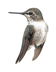 Fototapeta premium Detailed Illustration of a Hummingbird with Intricate Feather Patterns