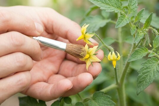 Gardener hands using a small paint brush to hand pollinate yellow tomato flowers