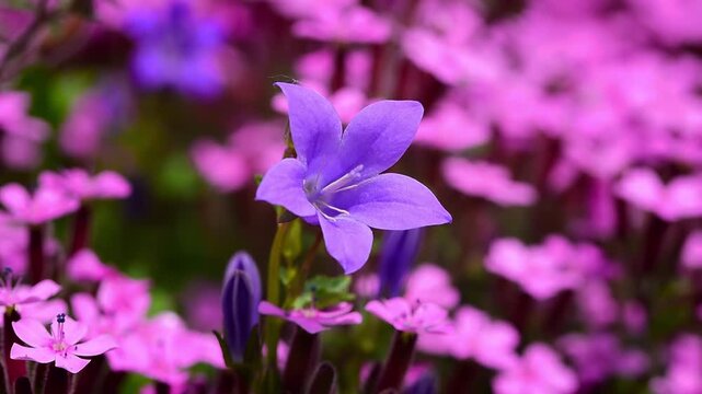 Purple bellflower Campanula close-up among pink flowers