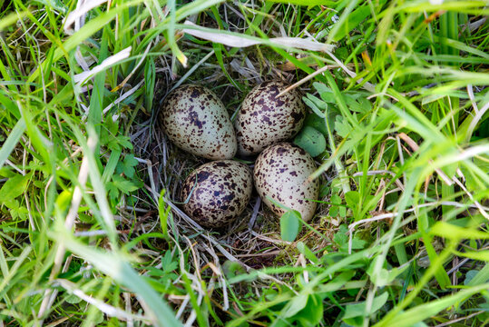 Nest with four eggs of a common redshank