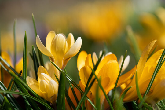 A yellow crocus blooms brightly in the sun