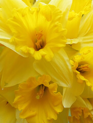 Fototapeta premium Vibrant yellow daffodils in bloom