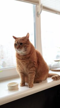 Ginger cat sitting on windowsill looking at a small bowl of water