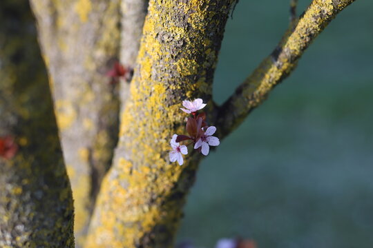 close up of beautiful pink flowers on a cherry plum tree trunk, prunus cerasifera, blooming at springtime on a green background, macro photography	