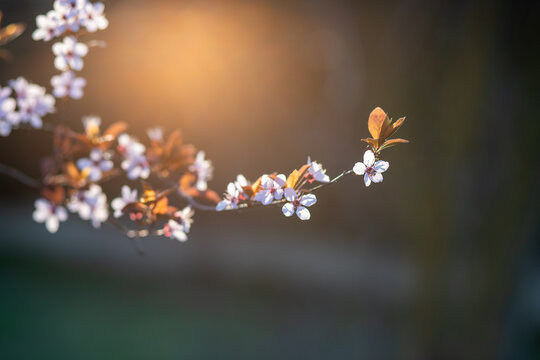 pink flowers on a cherry plum tree , prunus cerasifera, blooming at springtime on a green background, macro photography