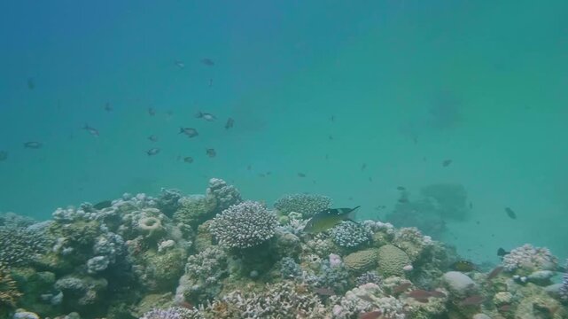 A large school of humpback red snappers moves in unison above a vibrant coral reef ecosystem.