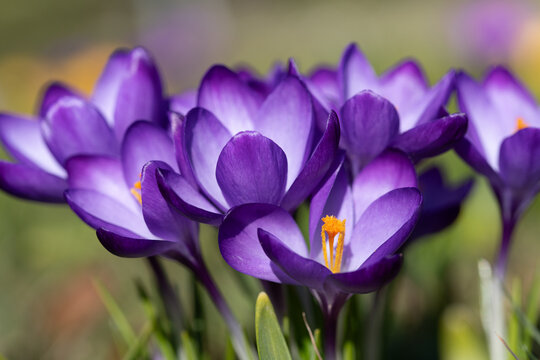 The purple crocus blooms brightly in the sun
