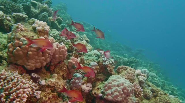 Bright orange sea goldies (Pseudanthias squamipinnis) swim in unison over a healthy coral reef, creating a vivid underwater spectacle.