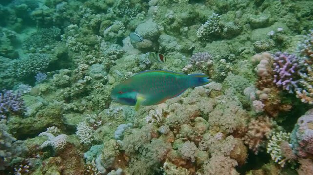 A sixband parrotfish (Scarus frenatus) and horned bannerfish (Chaetodon austriacus) navigate colorful corals in clear tropical waters.