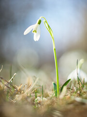 Śnieżyczka przebiśnieg (Galanthus nivalis), pierwsze oznaki wiosny. Kwiaty spotykane w lesie.  © filozofgrecki