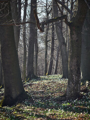 Śnieżyczka przebiśnieg (Galanthus nivalis), pierwsze oznaki wiosny. Kwiaty spotykane w lesie.  © filozofgrecki