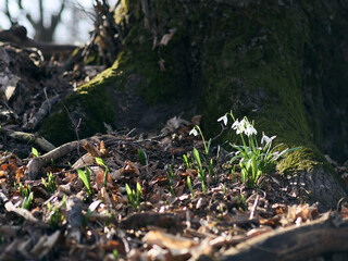 Śnieżyczka przebiśnieg (Galanthus nivalis), pierwsze oznaki wiosny. Kwiaty spotykane w lesie.  © filozofgrecki