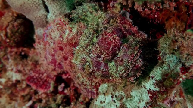 A reef or estuarine stonefish (Synanceia verrucosa or Synanceia horrida) lies hidden among coral debris, an expert in deadly camouflage.