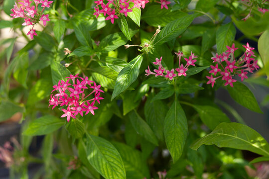 Bright pink pentas flowers forming star-shaped clusters among lush green leaves, captured in natural sunlight with soft depth of field and smooth blurred background.