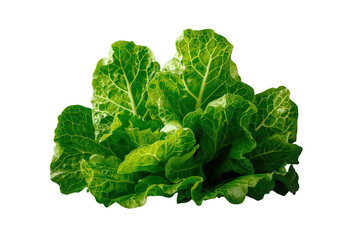 Fresh green collard greens leaves pile, healthy raw vegetable, kale substitute, transparent background