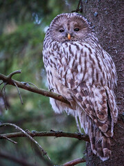 Puszczyk Uralski w Beskidach. Strix uralensis, Ural Owl.   © filozofgrecki