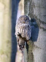 Puszczyk Uralski w Beskidach. Strix uralensis, Ural Owl.   © filozofgrecki