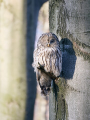 Puszczyk Uralski w Beskidach. Strix uralensis, Ural Owl.   © filozofgrecki