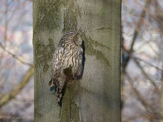 Puszczyk Uralski w Beskidach. Strix uralensis, Ural Owl.   © filozofgrecki