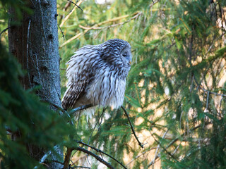 Puszczyk Uralski w Beskidach. Strix uralensis, Ural Owl.   © filozofgrecki