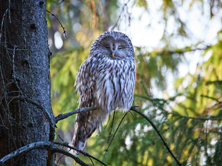 Puszczyk Uralski w Beskidach. Strix uralensis, Ural Owl.   © filozofgrecki
