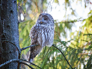 Puszczyk Uralski w Beskidach. Strix uralensis, Ural Owl.   © filozofgrecki