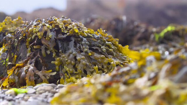 Seaweed covered green rocks on seashore beach