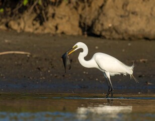 Naklejka premium An elegant, white heron stands in shallow water, its beak holding a fish. The bird is in profile against a blurry backdrop of a riverbank
