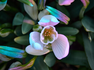 Śnieżyczka przebiśnieg (Galanthus nivalis), pierwsze oznaki wiosny. Kwiaty spotykane w lesie. © filozofgrecki