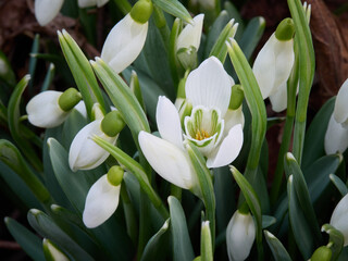 Śnieżyczka przebiśnieg (Galanthus nivalis), pierwsze oznaki wiosny. Kwiaty spotykane w lesie. © filozofgrecki