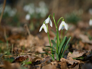 Śnieżyczka przebiśnieg (Galanthus nivalis), pierwsze oznaki wiosny. Kwiaty spotykane w lesie. © filozofgrecki